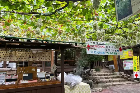 【レポート2024#24】 ぶどうの王様！シャインマスカットをもぎたて食べ放題！！「小松沢レジャー農園」