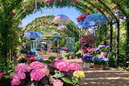【レポート2025#2】 約300品種のアジサイと雨傘のディスプレイが幻想的すぎる…！「横浜イングリッシュガーデン」！