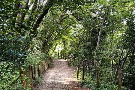 【レポート2025#14】森で癒されよう！埼玉県唯一の森林セラピー基地「きたもと森林セラピー」♪