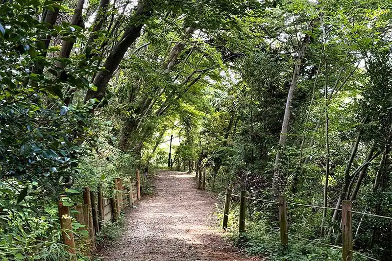 【レポート2025#14】森で癒されよう!埼玉県唯一の森林セラピー基地「きたもと森林セラピー」♪