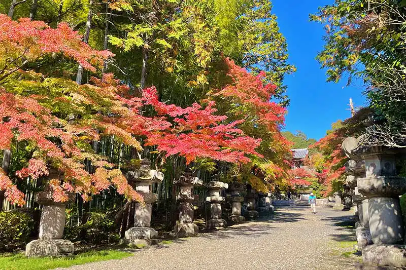 【レポート2025#31】自然に恵まれた飯能市でハイキング&発酵食を満喫!「OH!!!~発酵、健康、食の魔法!!!~」!!