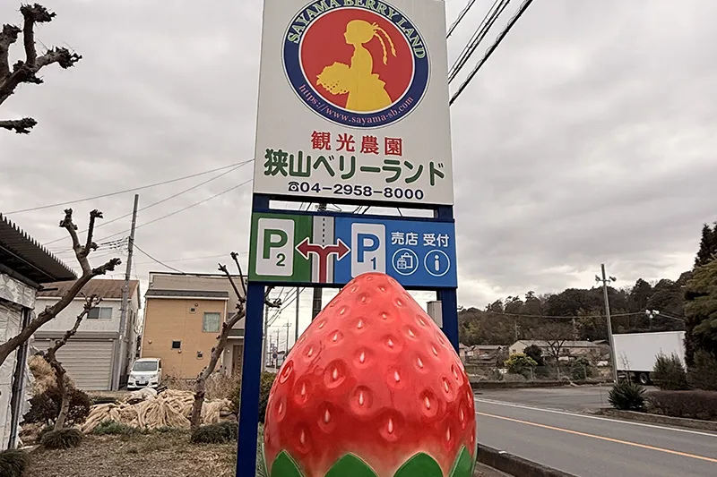 【レポート2025#32】関東最大規模の敷地でいちご狩り体験！「狭山ベリーランド」!!