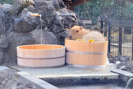 【レポート2025#33】日本ではここでしか見られない！「クオッカ」やカピバラ温泉(冬季)が見られる♪「埼玉県こども動物自然公園」！