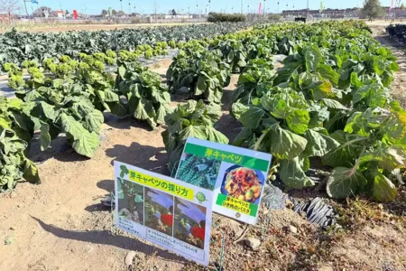 【レポート2025#34】一年中、野菜の収穫体験が楽しめる!!「深谷テラス ヤサイな仲間たちファーム」!!