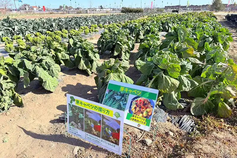 【レポート2025#34】一年中、野菜の収穫体験が楽しめる!!「深谷テラス ヤサイな仲間たちファーム」!!