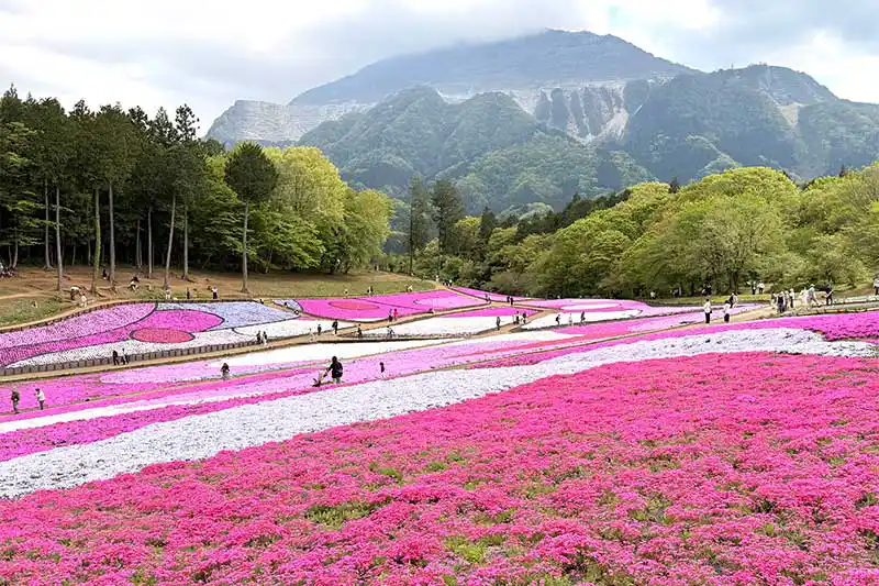 【レポート2025#35】公開25周年!!10品種の芝桜が咲き誇る♪「羊山公園 芝桜の丘」!!