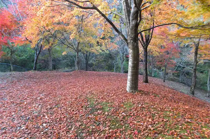 清和県民の森