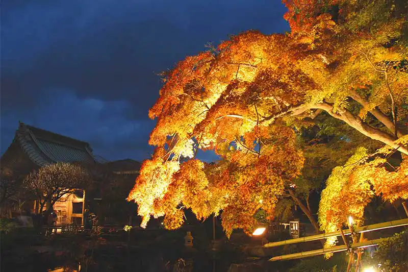 鎌倉長谷寺 夜間特別拝観・紅葉ライトアップ