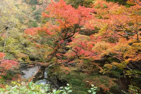 奥秩父大滝紅葉まつり