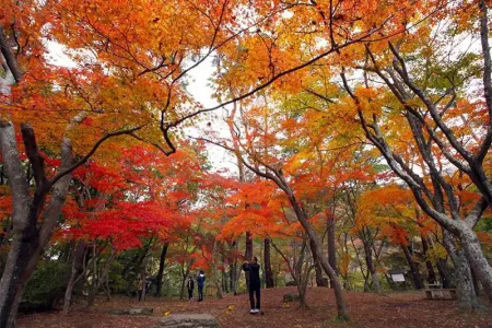 月の石もみじ公園