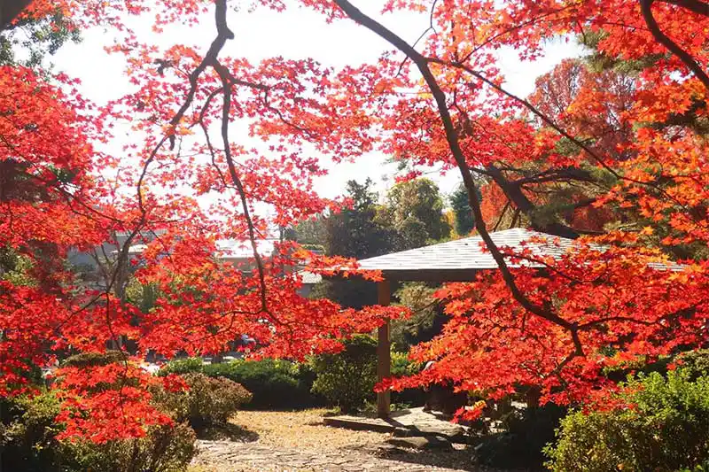 大宮公園