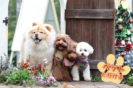 首都高で行く！ペットと行けるおすすめスポット#神奈川県/湘南編