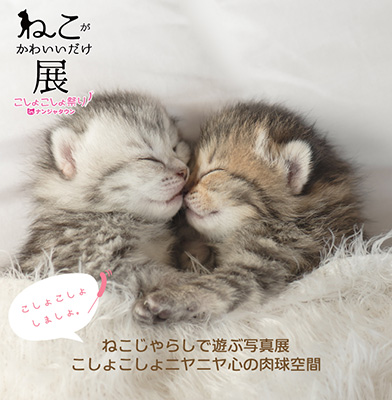 ただただ、“ねこ”がかわいくてニヤニヤしてしまう写真展!!
