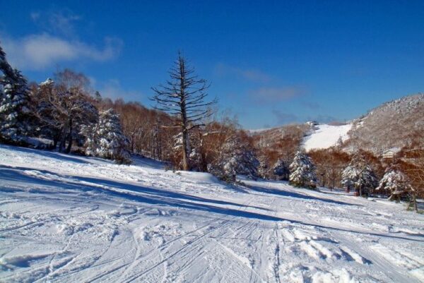 志賀高原中央エリア　タンネの森オコジョスキー場